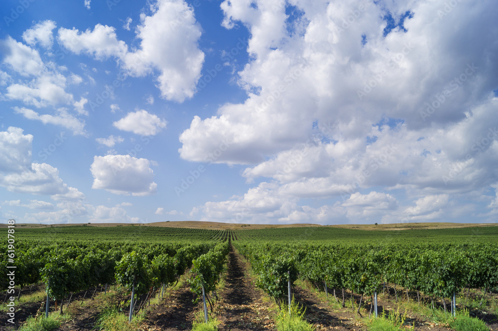 Landscape with beautiful Bulgarian vineyards
