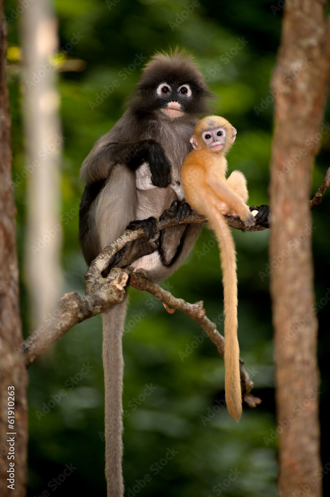 Fototapeta premium Mother and son monkeys are mischievous ( Presbytis obscura reid