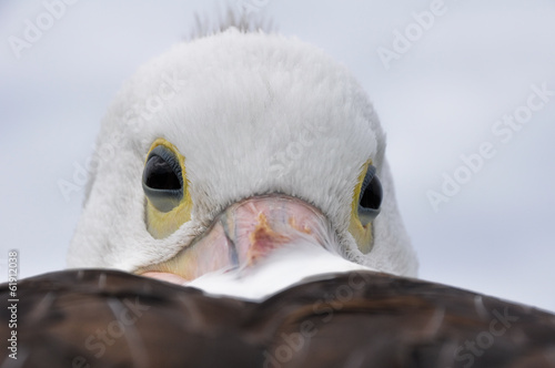 Head of a pelican in Fraser island  Australia 