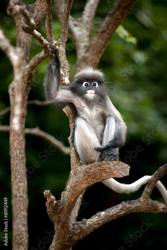 Sticker Portrait monkey on tree ( Presbytis obscura reid ).