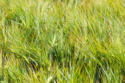 Landscape of Barley Field in early Summer