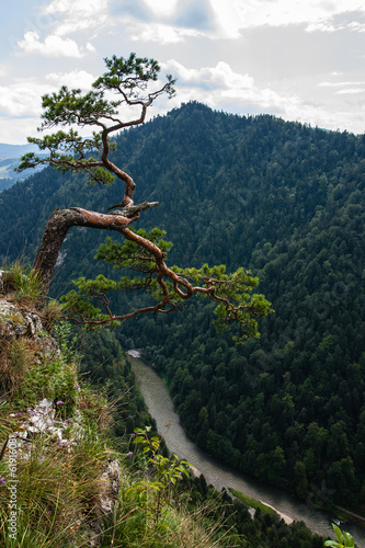 Beauty pine near the top of Sokolic