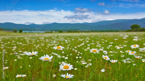chamomile flowers