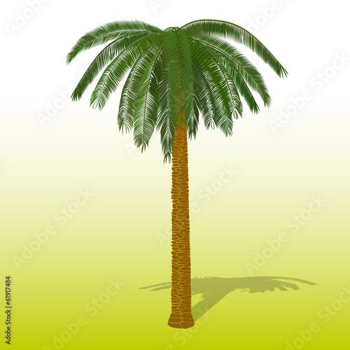 Palm tree
