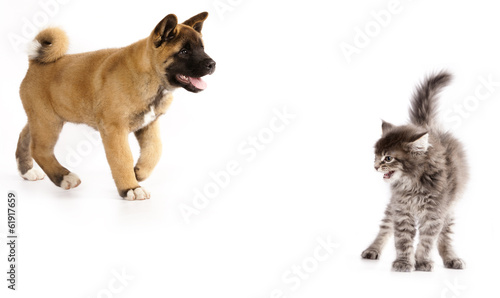 Fototapeta Naklejka Na Ścianę i Meble -  cat scared puppy Akita