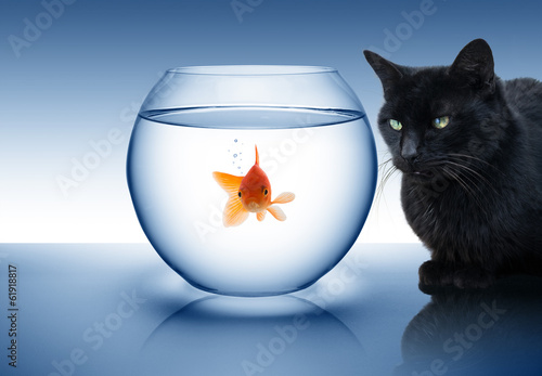 goldfish in danger - with black cat