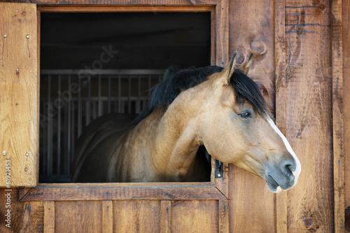 Horse in stable photo