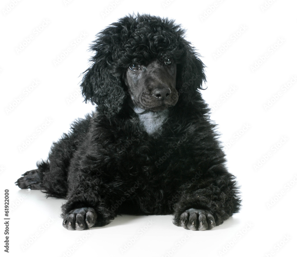 standard poodle puppy