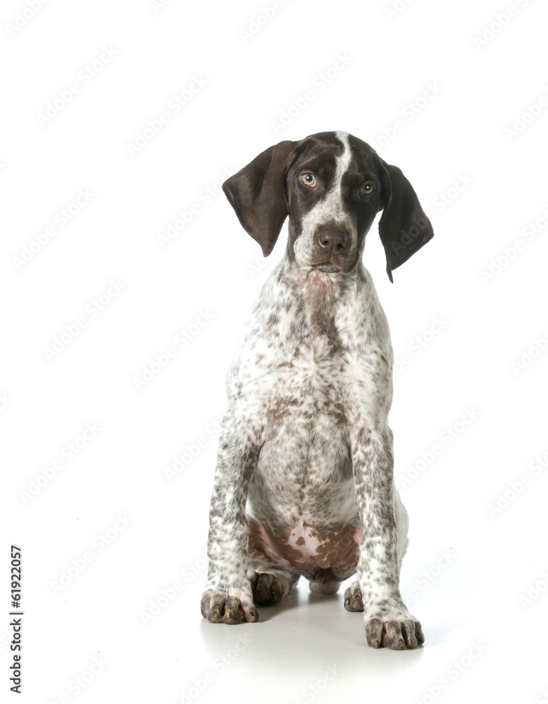 german shorthaired pointer female german shorthaired pointer female