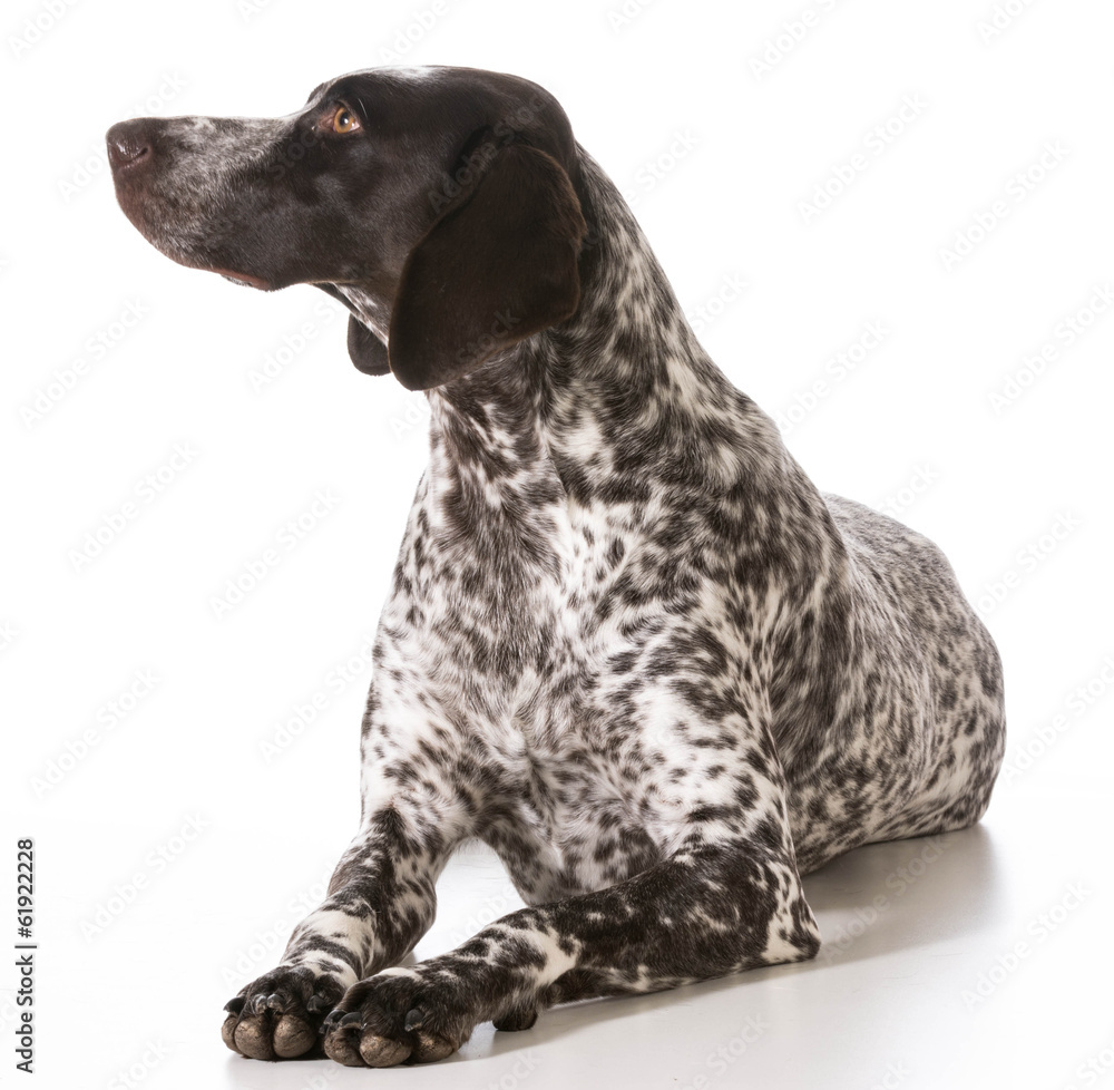 german shorthaired pointer female german shorthaired pointer female