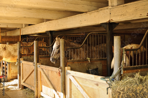 Fototapeta Naklejka Na Ścianę i Meble -  Horses in stables