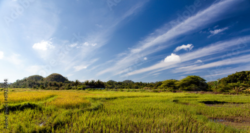 Rice Fields of Bohol