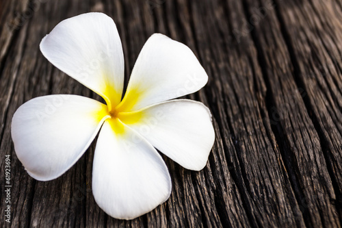 Plumeria or frangipani.