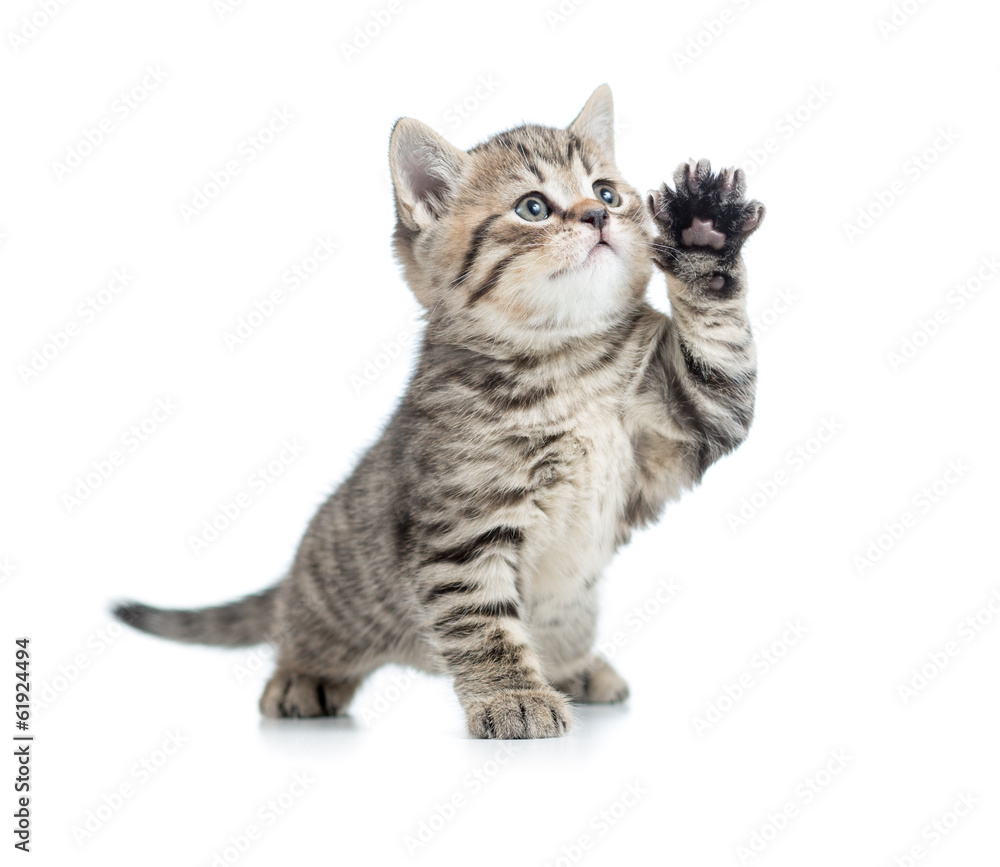 Fototapeta premium Szkocki pręgowany kotek daje łapę i patrzy w górę
