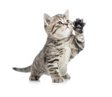 Scottish tabby kitten gives paw and looking up