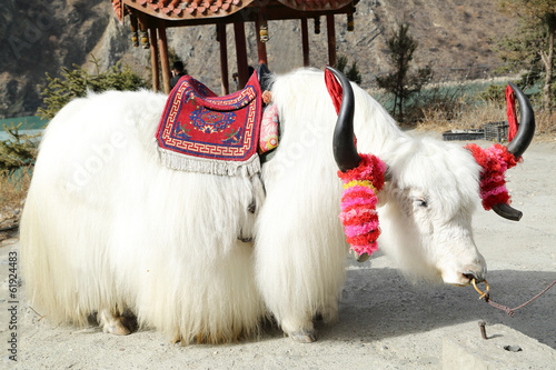 Принти на полотні White tibetan yak