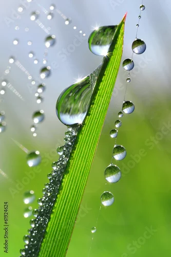Obraz Świeża trawa z rosa kropel zamkniętym up