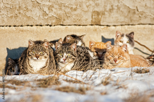 Photography Feral Cats