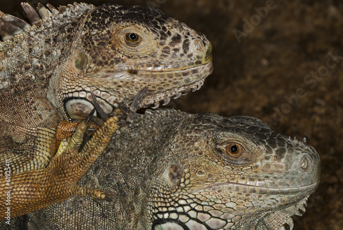 portraits of two iguanas