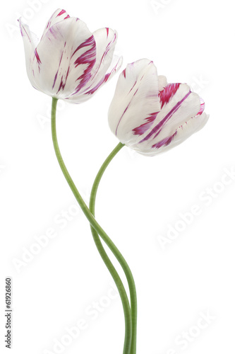 Fototapeta Naklejka Na Ścianę i Meble -  tulip