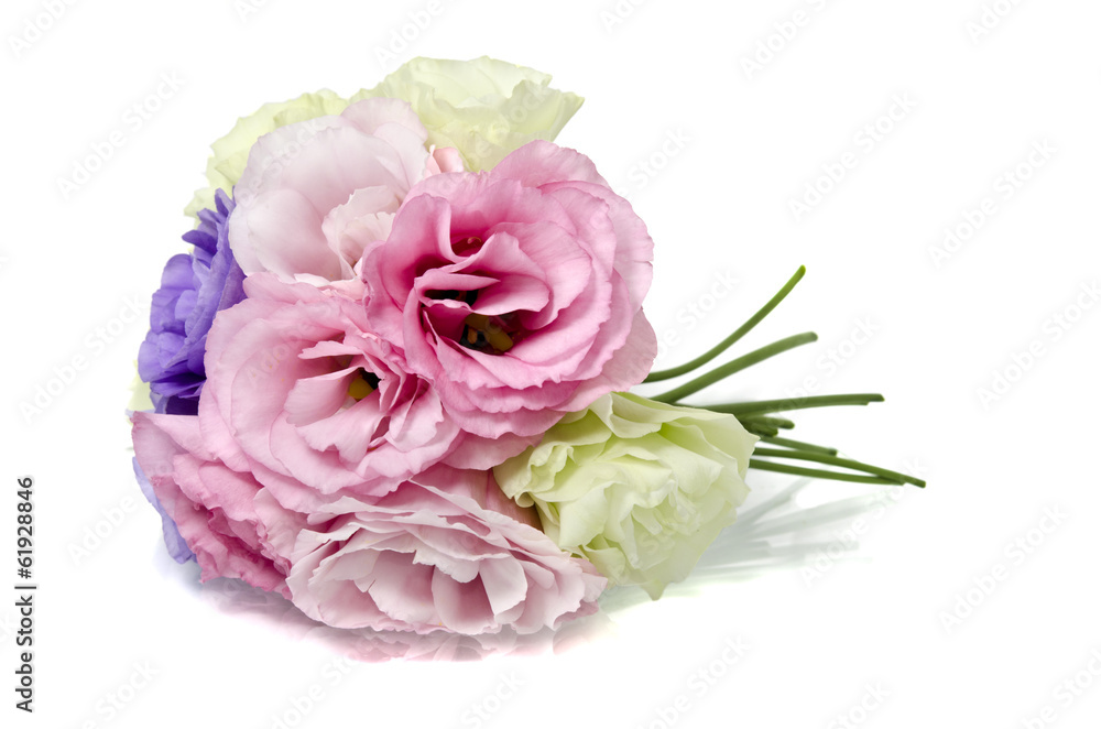 Fototapeta premium Eustoma flowers