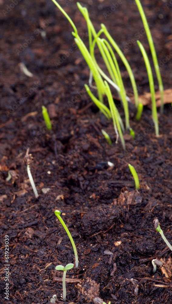 Little Growth Grass Little Growth Grass