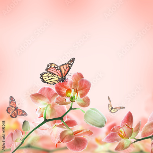 Fototapeta Naklejka Na Ścianę i Meble -  Floral background of tropical orchids and  butterfly