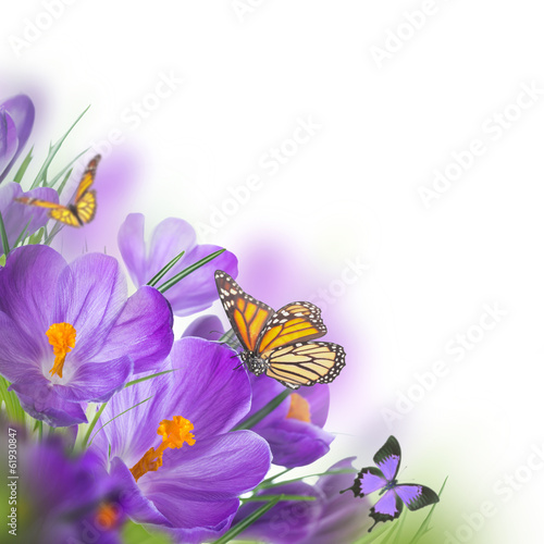 Spring crocuses with butterfly, floral background