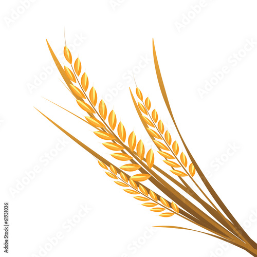 Rice on white background