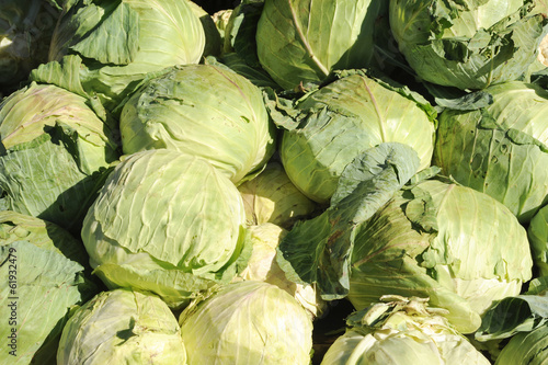 Group of cabbage