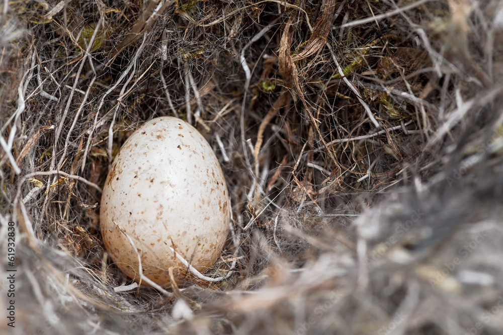 Fototapeta premium Egg from a bluetit in a natural nest