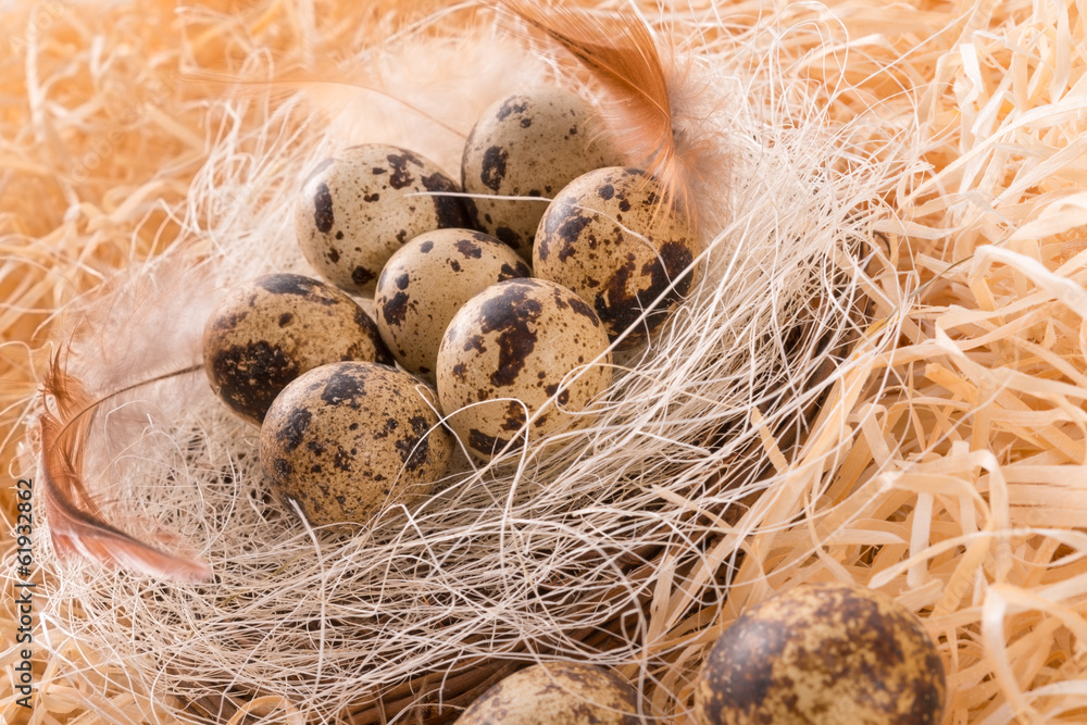 quail's eggs quail's eggs