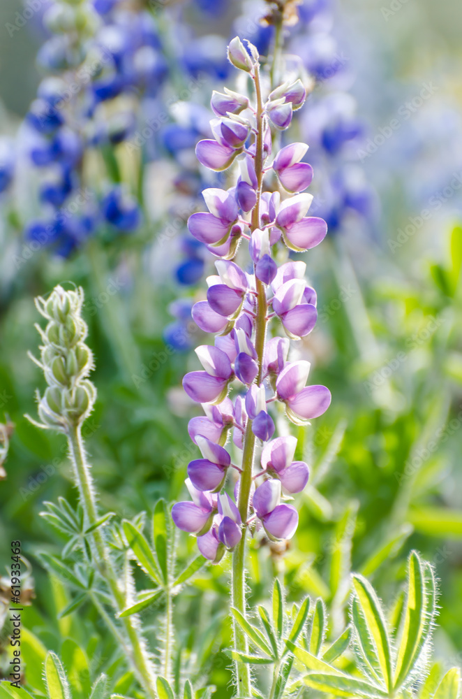 A field of lavender flowers A field of lavender flowers