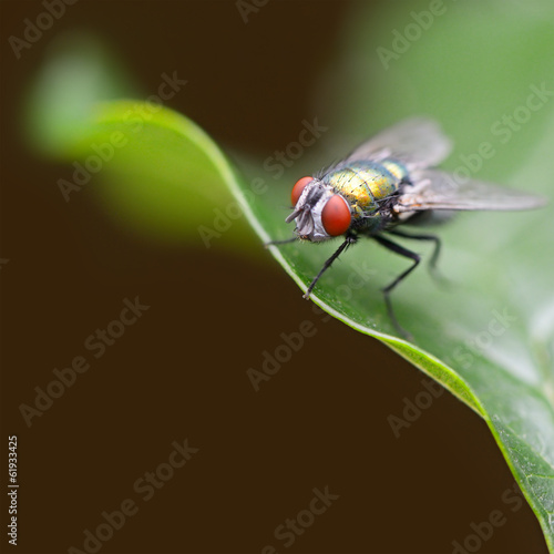 Large fly on a green leaf © Serghei V