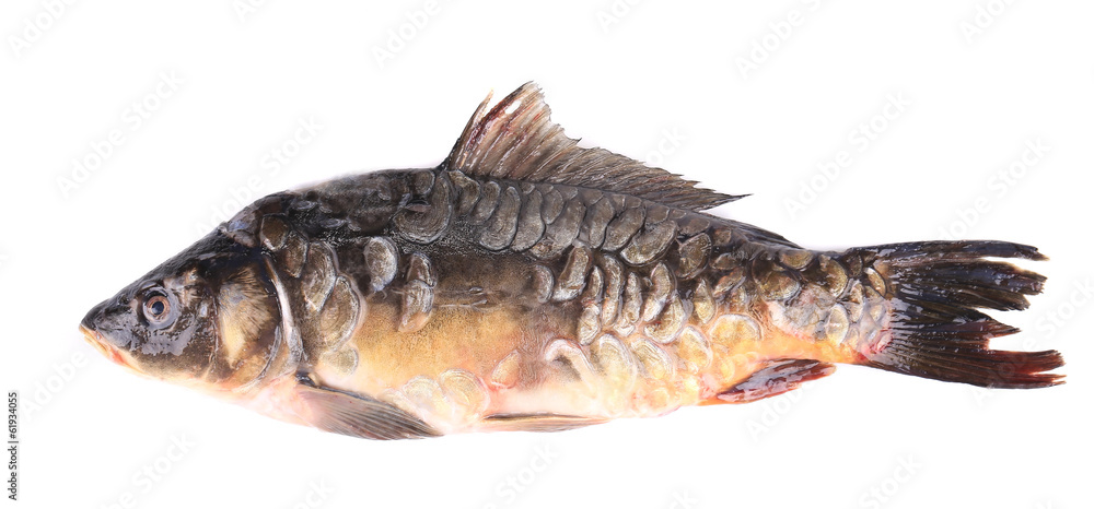 Fresh carp close up. Fresh carp close up.