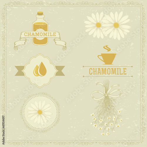 chamomile, camomile,  herb flower, floral vintage background