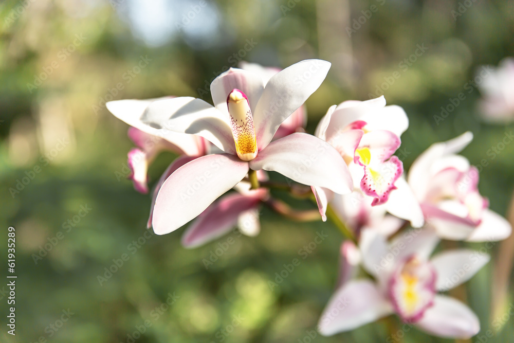 Fototapeta premium white Cymbidium orchid