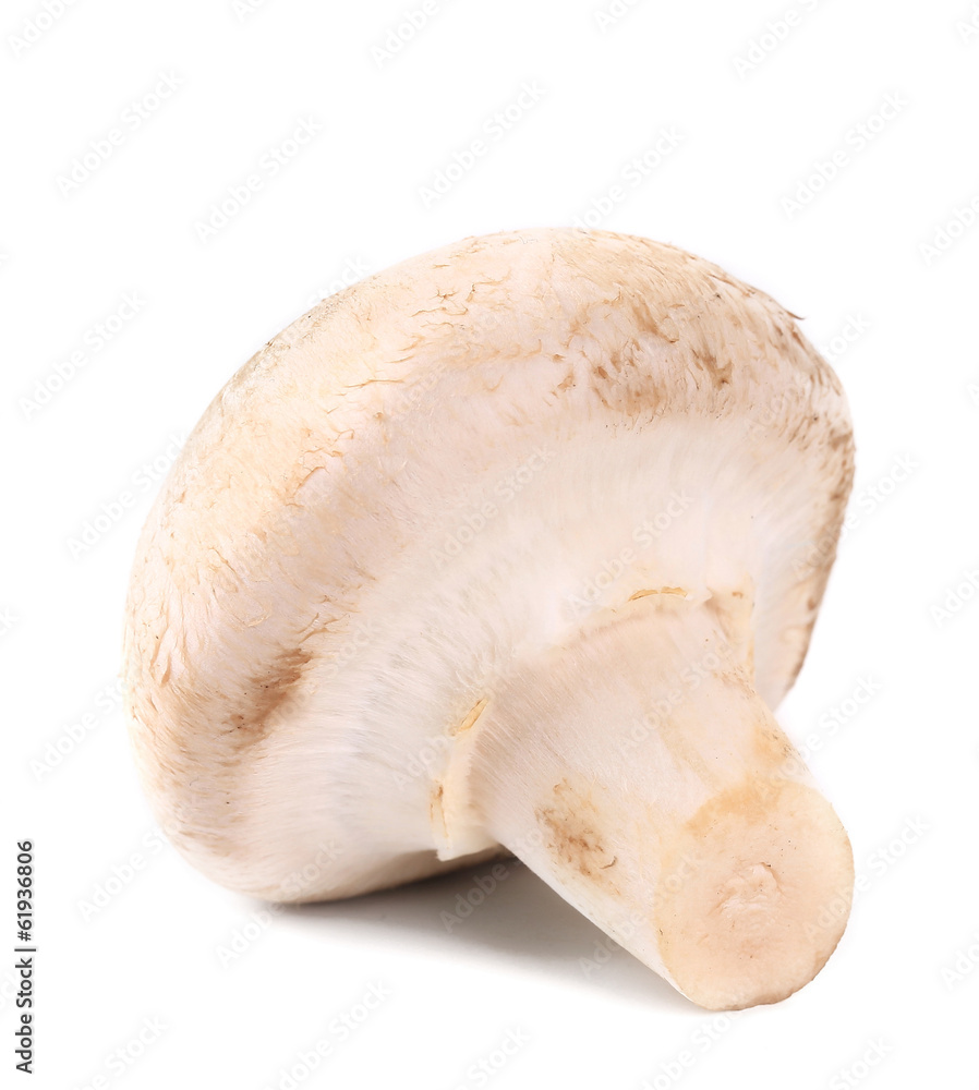 White mushroom close up. White mushroom close up.