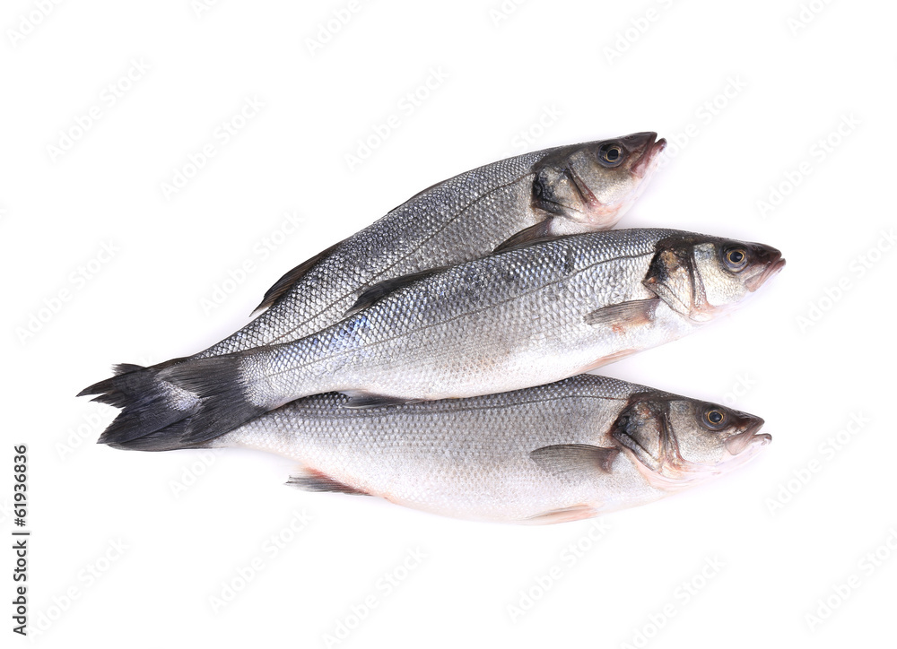 Close up of three fresh seabass fish. Close up of three fresh seabass fish.