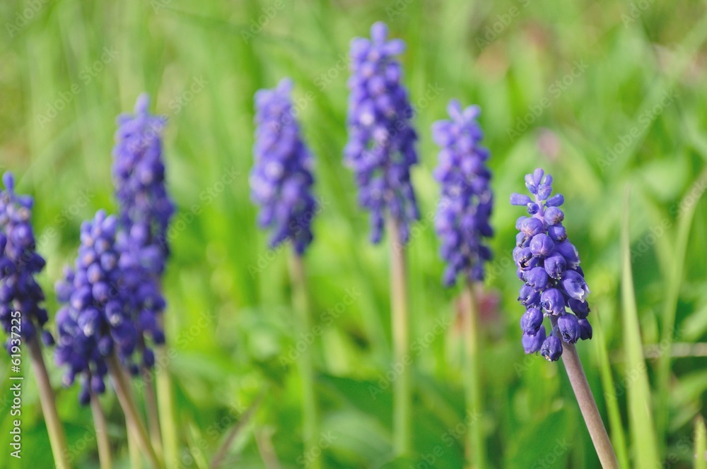 Blue spring flower, Grape Hyacinth, Muscari racemosum Blue spring flower, Grape Hyacinth, Muscari racemosum