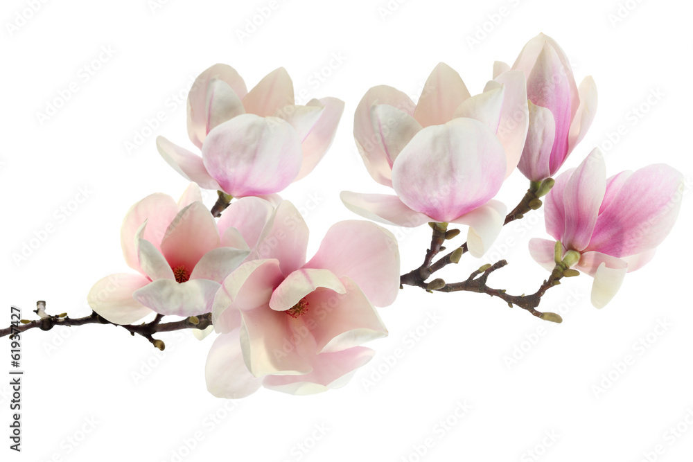 Fototapeta gałązka magnolii z pąkami