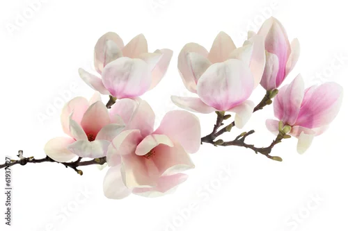 Naklejka na ścianę wiosna