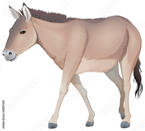 A donkey