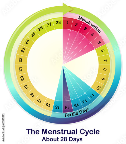 The Menstrual Cycle