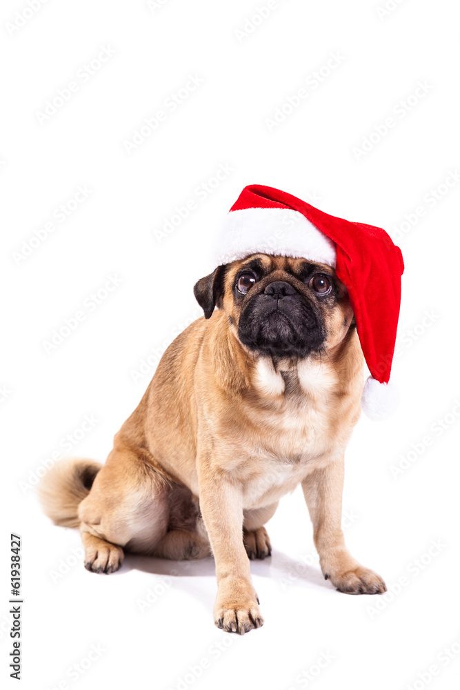 Mops pug as Santa isolated on white