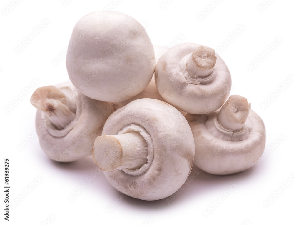 white mushrooms isolated on the white white mushrooms isolated on the white