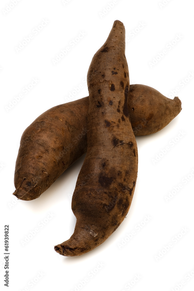 ヤーコン-Smallanthus sonchifolius ヤーコン-Smallanthus sonchifolius