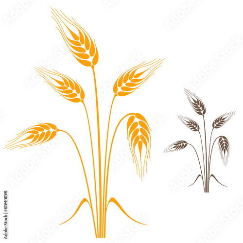 Barley