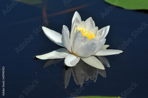 Water lily in the Danube delta