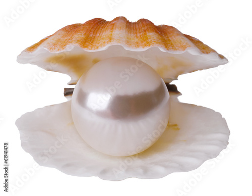 Pearl in shell isolated